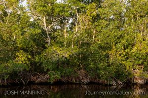 Josh Manring Photographer Decor Wall Art -  Florida Everglades -9.jpg